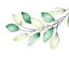 leaves image about